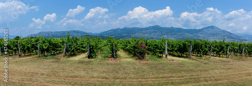 Vineyards in Montenegro