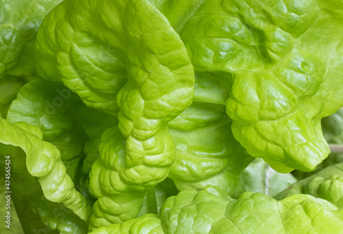 Close up of lettuce in the vegetable garden.