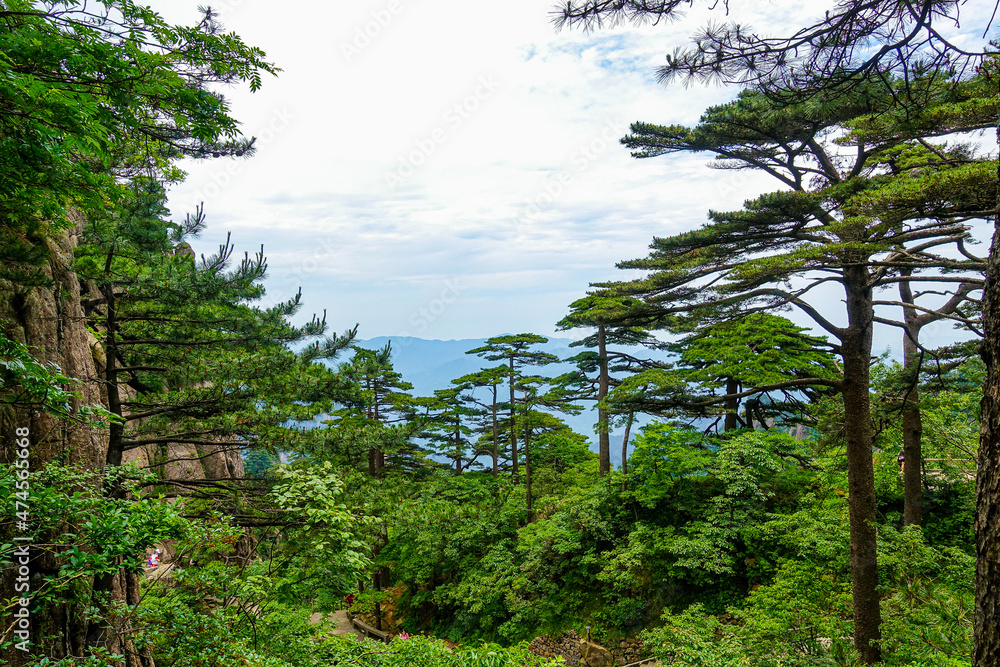 Obraz premium Landscape of Mount Huangshan (Yellow Mountains) in China with tall trees. UNESCO World Heritage Site