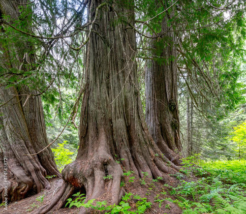 Photography Cedar forest with large trees and green ground cover