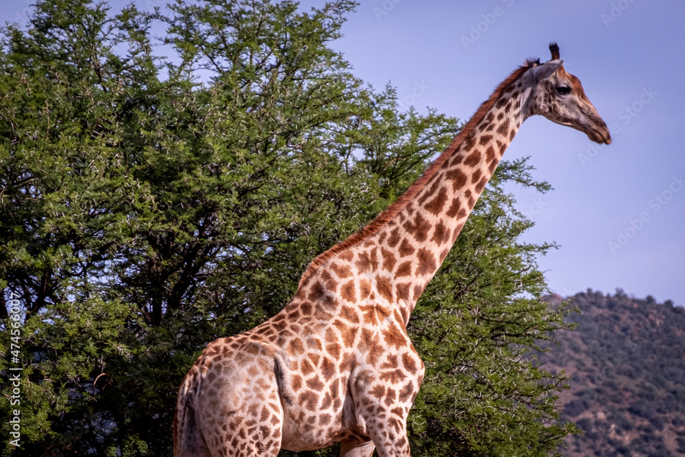 Obraz premium Giraffe's in South Africa