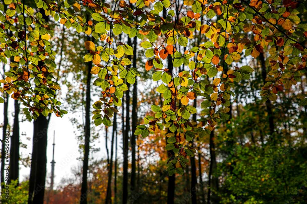 Naklejka premium Die bunten Blätter einer Buche werden wunderschön von der Sonne angestrahlt