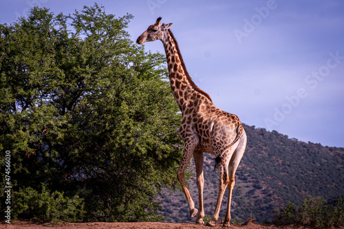 Giraffe s in South Africa