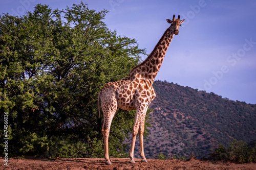 Giraffe s in South Africa