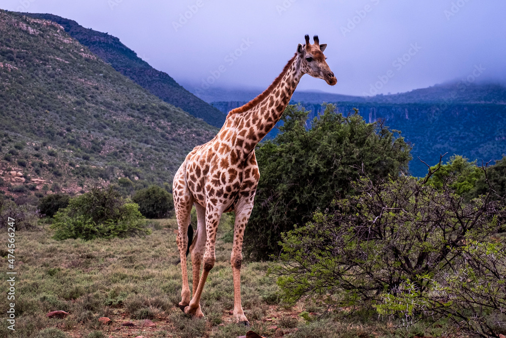 Obraz premium Giraffe's in South Africa