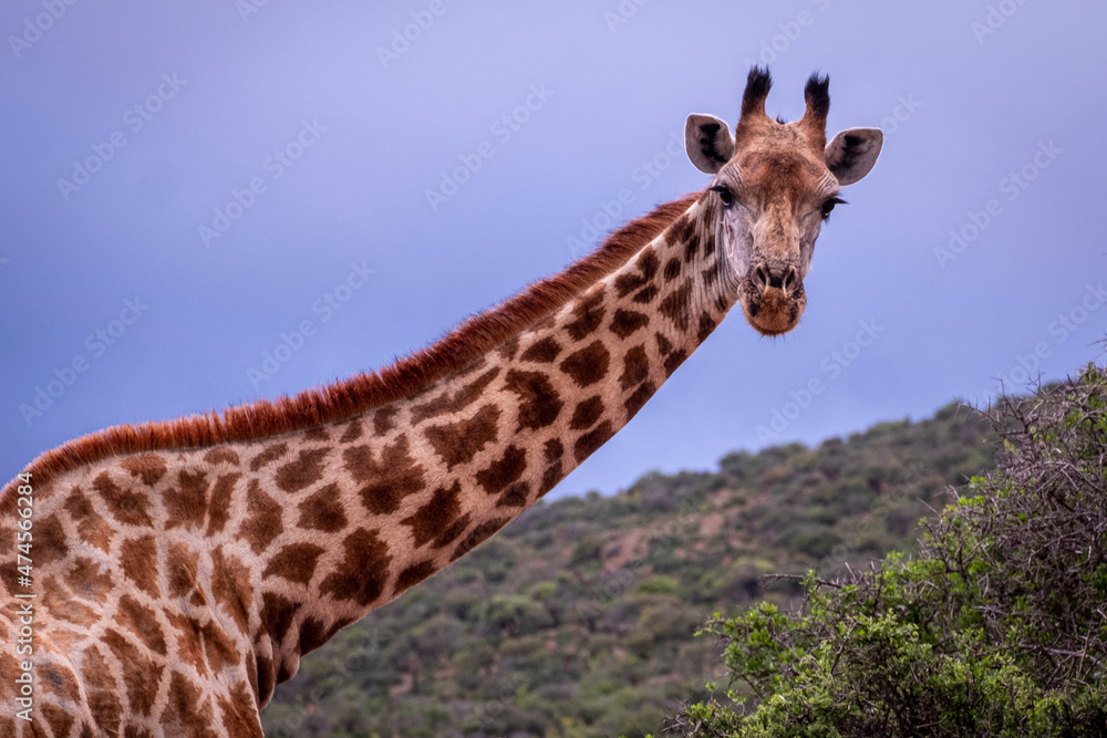 Giraffe's in South Africa