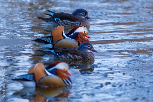 Red Book mandarin ducks swim in a winter pond. Diverse beautiful ducks. photo