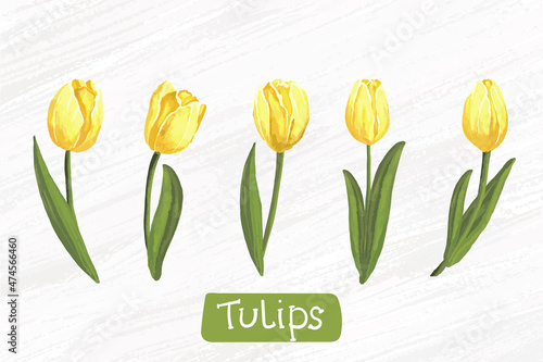 set of watercolor yellow tulips vector hand drawing