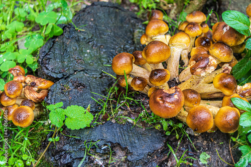 wild mushrooms on tree stump after the rain.