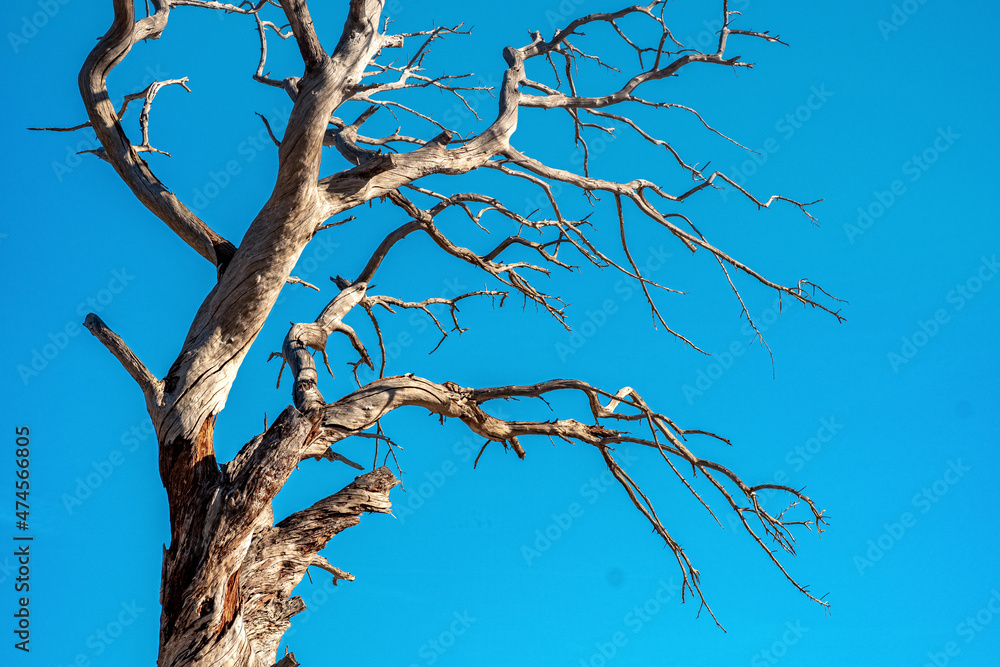 Obraz premium dry tree on a background of blue sky