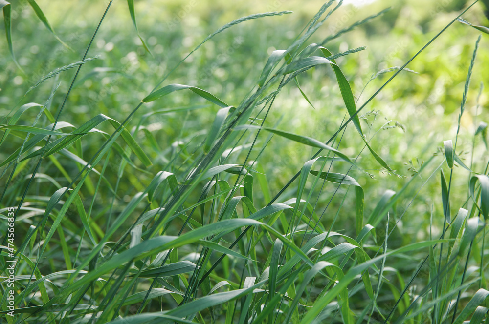 background of bright fresh green grass meadow background of bright fresh green grass meadow