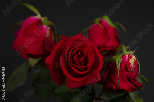 Fototapeta Naklejka Na Ścianę i Meble -  red roses on a black background with blur