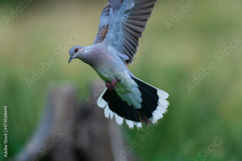 The European turtle dove (Streptopelia turtur) photo