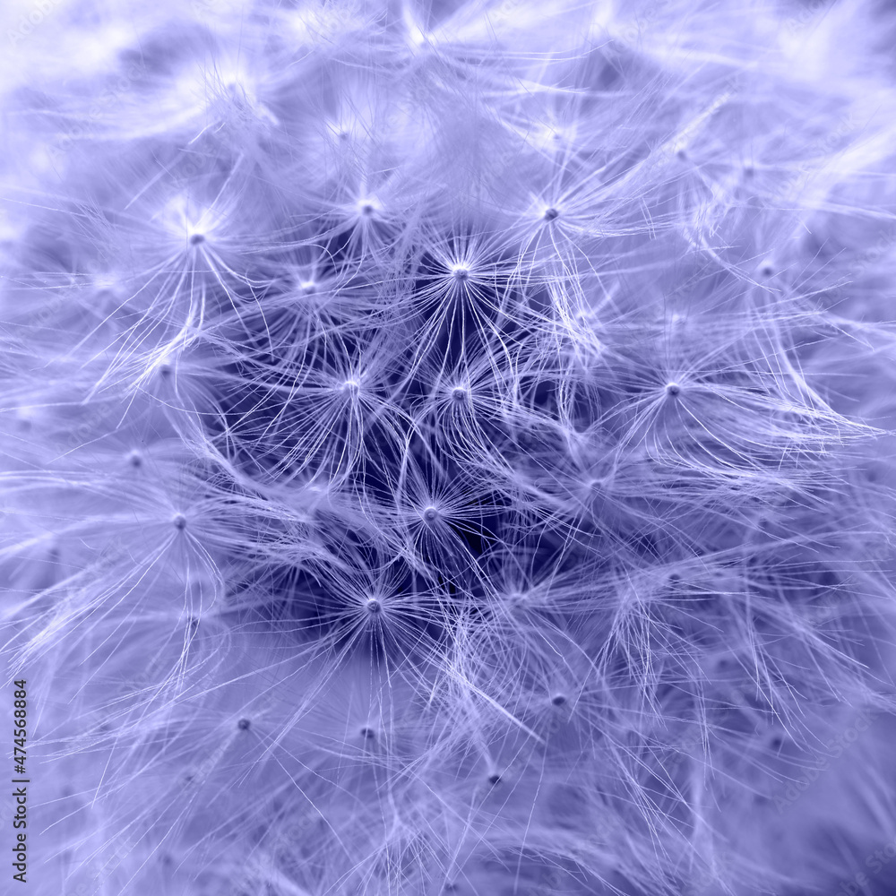 Macro shot of dandelion seeds, toned in trendy Color Of The Year 2022 - Very Peri. Beautiful natural pattern Macro shot of dandelion seeds, toned in trendy Color Of The Year 2022 - Very Peri. Beautiful natural pattern