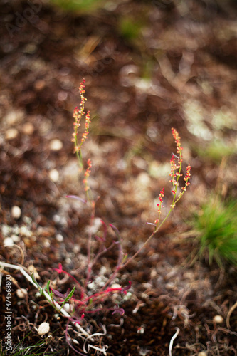 Bokeh shot of red plants in nature