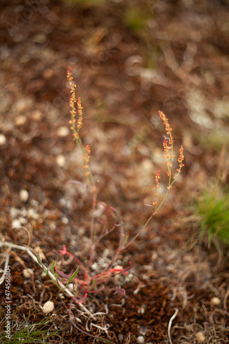 Bokeh shot of red plants in nature