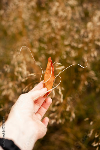 Hand holding a small leaf with curls