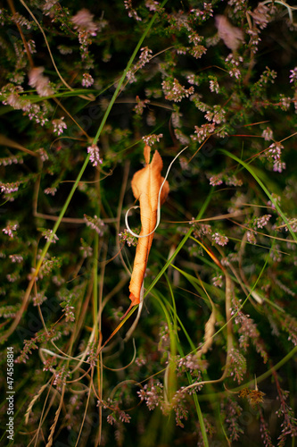 Nature still life