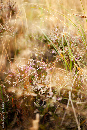 Flowers blooming in nature