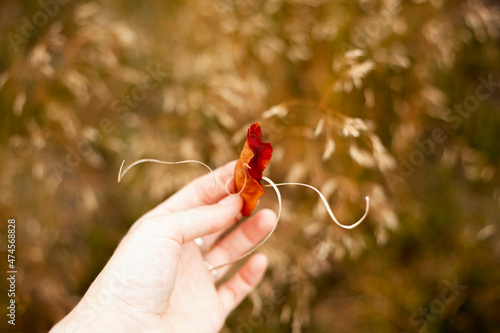 Hand holding a small leaf with curls