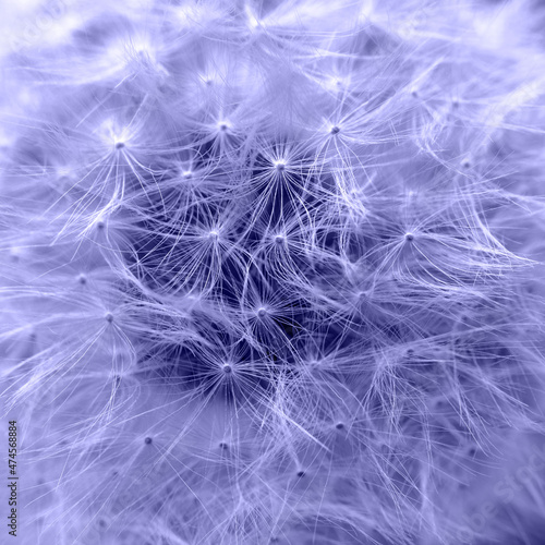 Macro shot of dandelion seeds  toned in trendy Color Of The Year 2022 - Very Peri. Beautiful natural pattern
