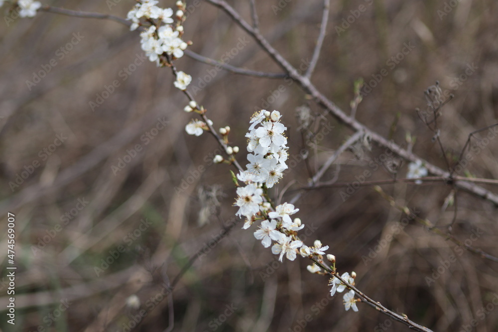 flowers in the spring