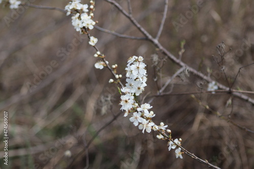 flowers in the spring © birjaru