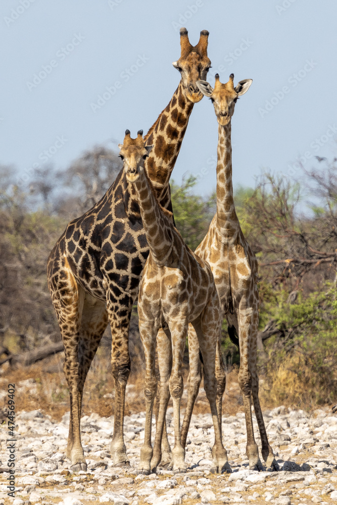 Obraz premium Eine Giraffenfamilie frontal im Etosha Nationalpark