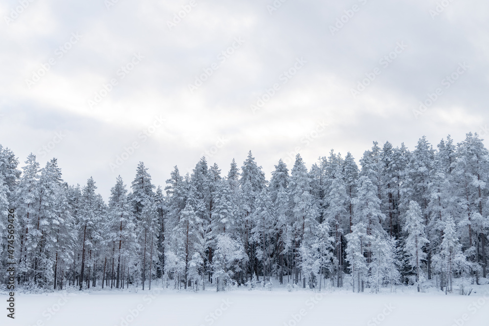 Trees covered with hoarfrost and snow in winter. Winter forest in Finland... Trees covered with hoarfrost and snow in winter. Winter forest in Finland...