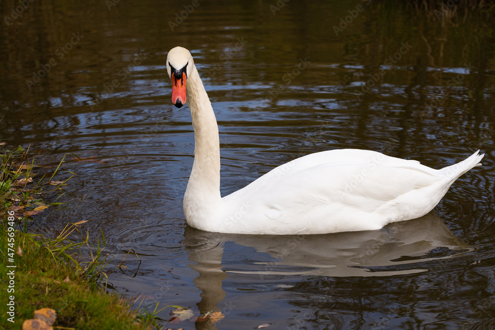 Lonely white swan in a beautiful small pond on the water Lonely white swan in a beautiful small pond on the water