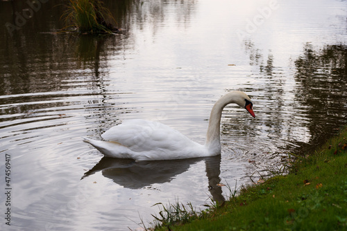 Lonely white swan in a beautiful small pond on the water