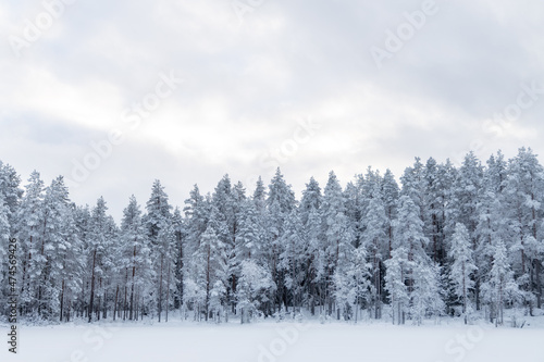 Trees covered with hoarfrost and snow in winter. Winter forest in Finland... © raland