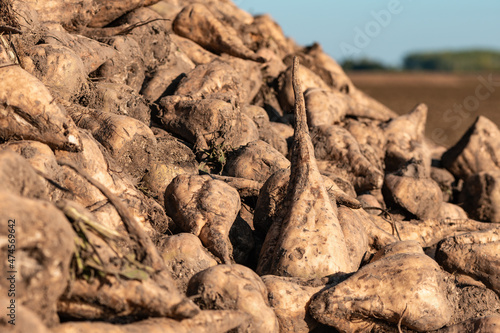 Pile of harvested sugar beet root crops in field