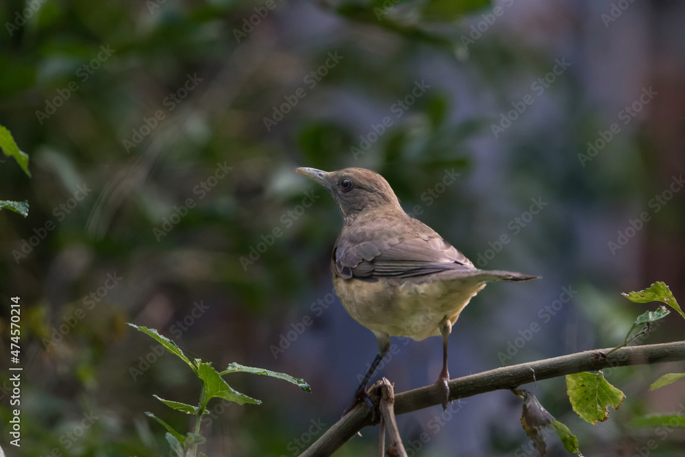 clay colored thrush on a branch clay colored thrush on a branch