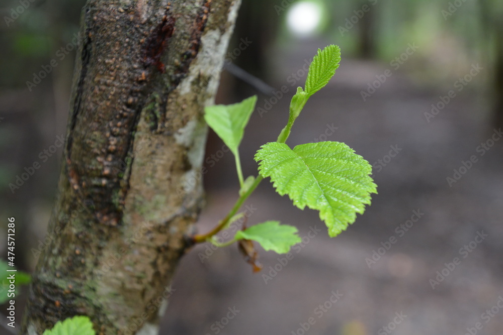 Obraz premium tree in spring
