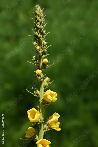 Close-up of the tip of a mullein (Verbascum), the yellow flowers of which are just blooming, against a green background in nature
