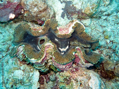 Clam shell on reef