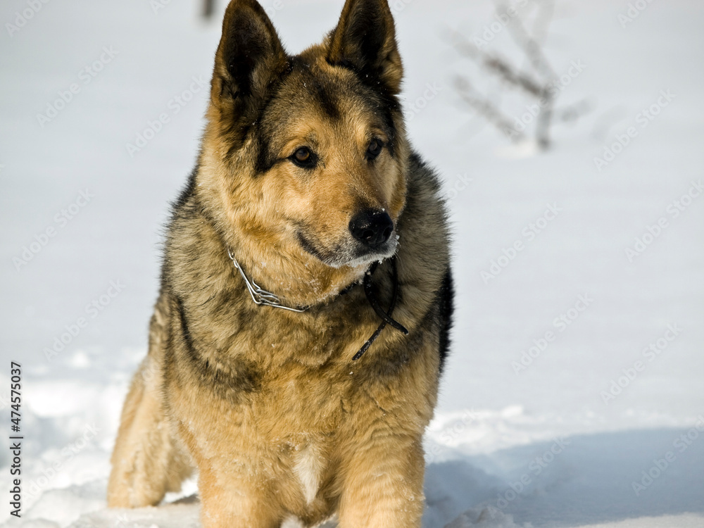 German Shepherd Dog - always faithful and devoted German Shepherd Dog - always faithful and devoted