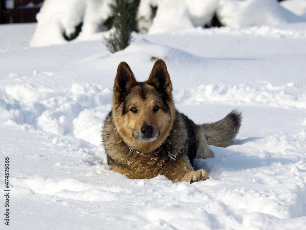 German Shepherd Dog - always faithful and devoted German Shepherd Dog - always faithful and devoted