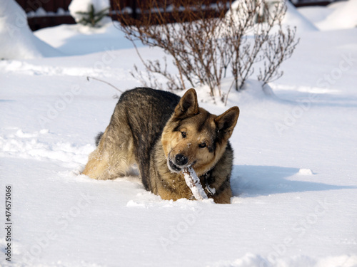 German Shepherd Dog - always faithful and devoted © wjarek