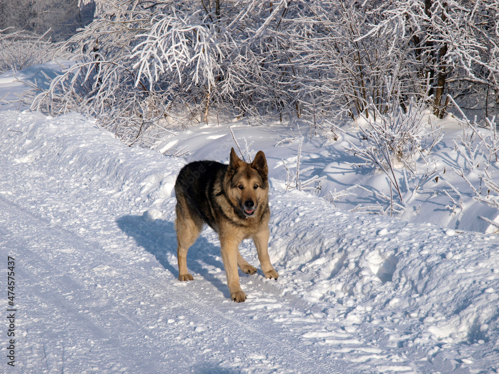 German Shepherd Dog - always faithful and devoted German Shepherd Dog - always faithful and devoted