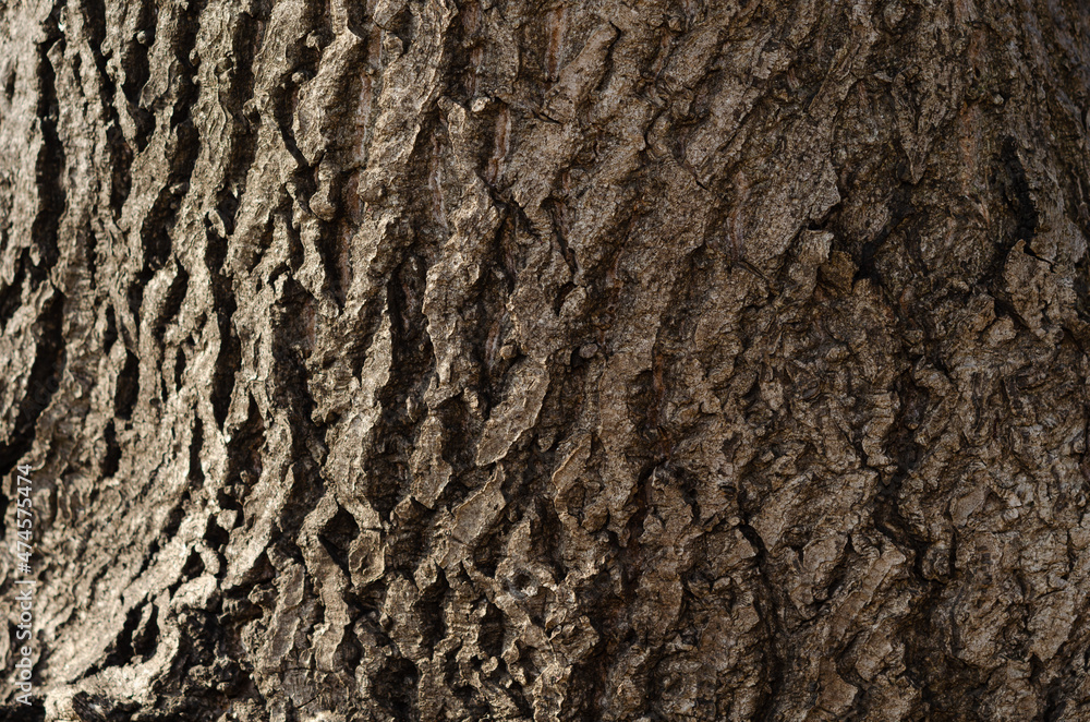 Birch bark tree texture natural background close-up Birch bark tree texture natural background close-up
