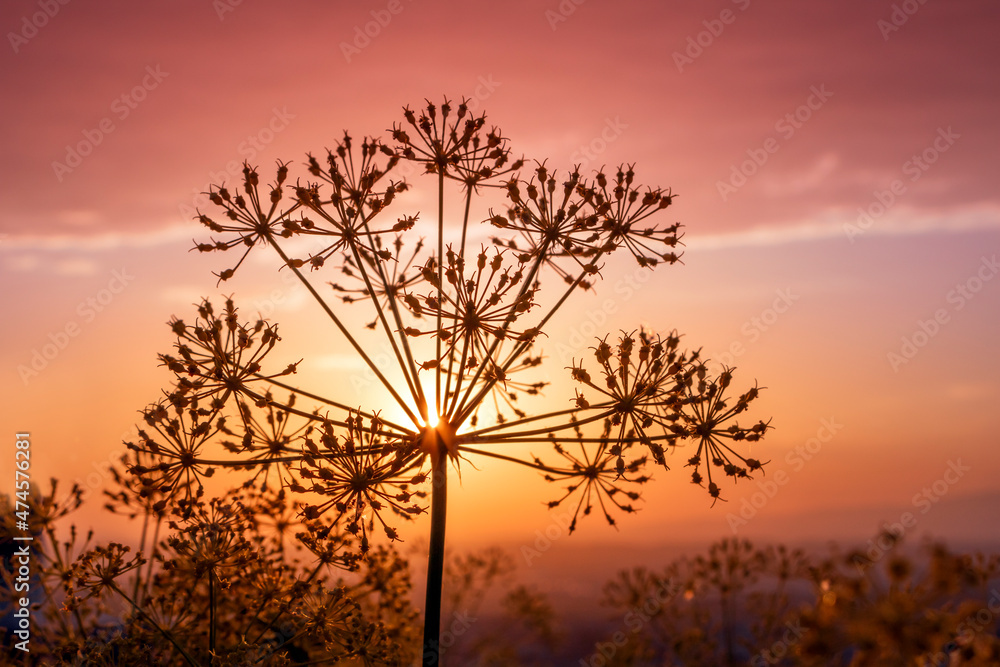 Beautiful silhouette of rainfed flowers on a colorful sunset in Murcia, Spain Beautiful silhouette of rainfed flowers on a colorful sunset in Murcia, Spain