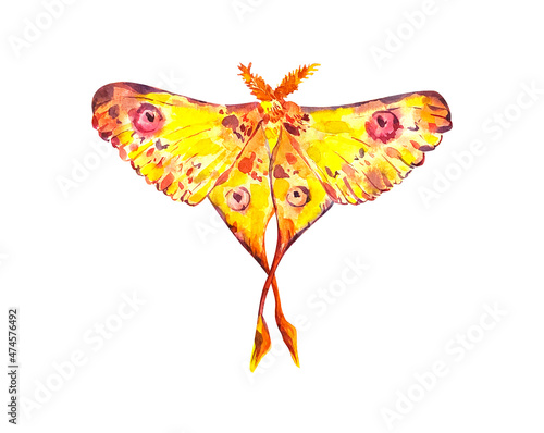 Madagascar Moth colorful watercolor hand painted illustration isolated on white. photo