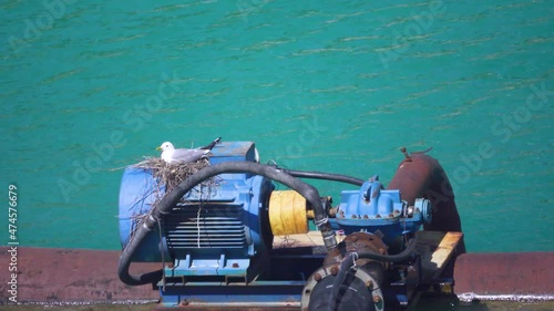 Extremely unusual house. Common gull (Larus canus) built nest on electric motor (pumping system) in middle of flooded sand pit. Of course, this is island of safety. But how it rumbles and vibrates! photo