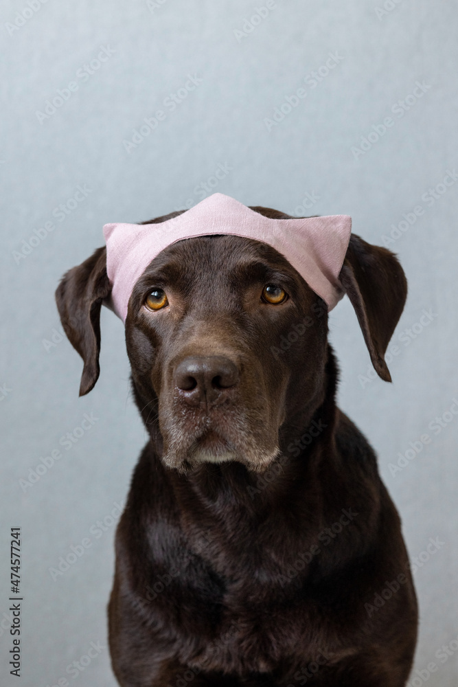 a chocolate labrador retriever dog sits on a light background in a green bandana or pink crown, blue bunny ears made of blue fabric for a Halloween or Christmas outfit. a beautiful domestic retriever a chocolate labrador retriever dog sits on a light background in a green bandana or pink crown, blue bunny ears made of blue fabric for a Halloween or Christmas outfit. a beautiful domestic retriever