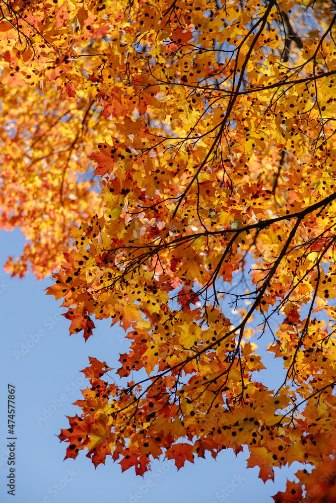 Yellow autumn leaves and branches against a blue sky. Bright golden oak leaves in autumn, space for copying. Autumn background of nature. I look up.