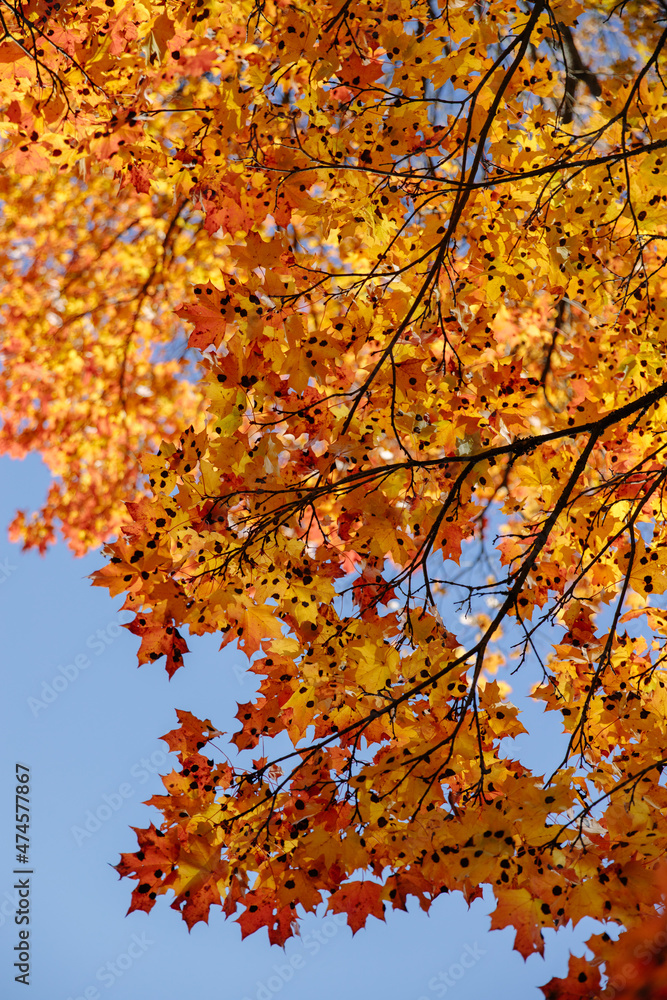 Yellow autumn leaves and branches against a blue sky. Bright golden oak leaves in autumn, space for copying. Autumn background of nature. I look up. Yellow autumn leaves and branches against a blue sky. Bright golden oak leaves in autumn, space for copying. Autumn background of nature. I look up.
