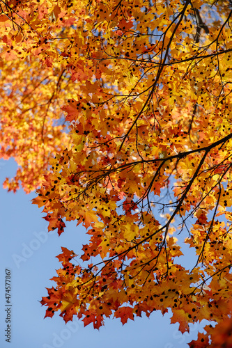 Wallpaper Mural Yellow autumn leaves and branches against a blue sky. Bright golden oak leaves in autumn, space for copying. Autumn background of nature. I look up. Torontodigital.ca
