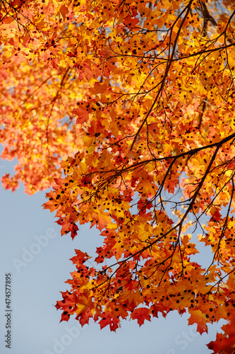 Yellow autumn leaves and branches against a blue sky. Bright golden oak leaves in autumn  space for copying. Autumn background of nature. I look up.